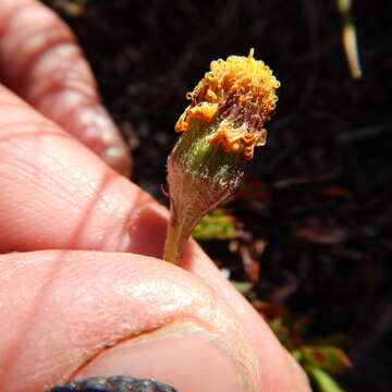 Image of Ogotoruk Creek ragwort