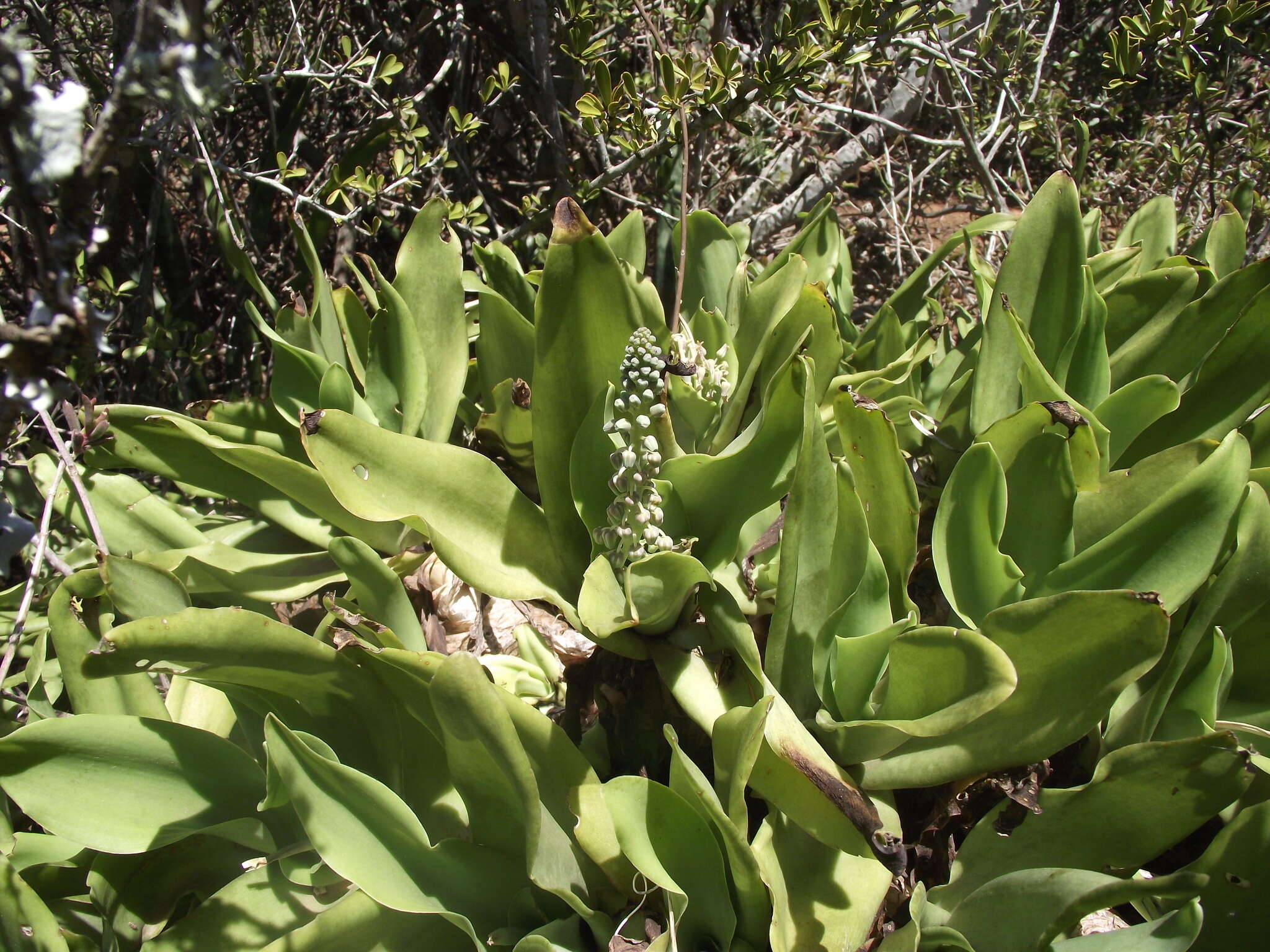 Image of Ledebouria nitida