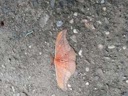 Antheraea formosana Sonan 1937的圖片