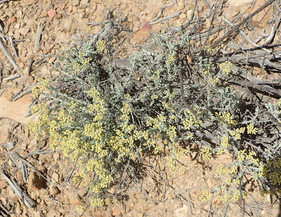 Image of Helichrysum excisum (Thunb.) Less.