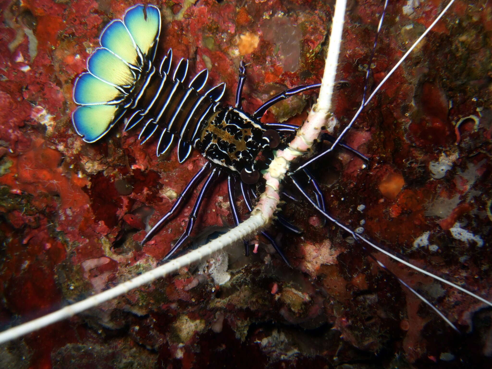 Image of Painted Spiny Lobster