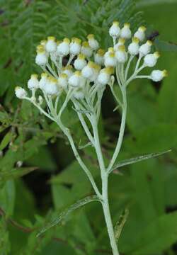 Слика од Anaphalis margaritacea (L.) Benth.