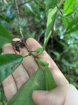 Слика од Ficus formosana Maxim.