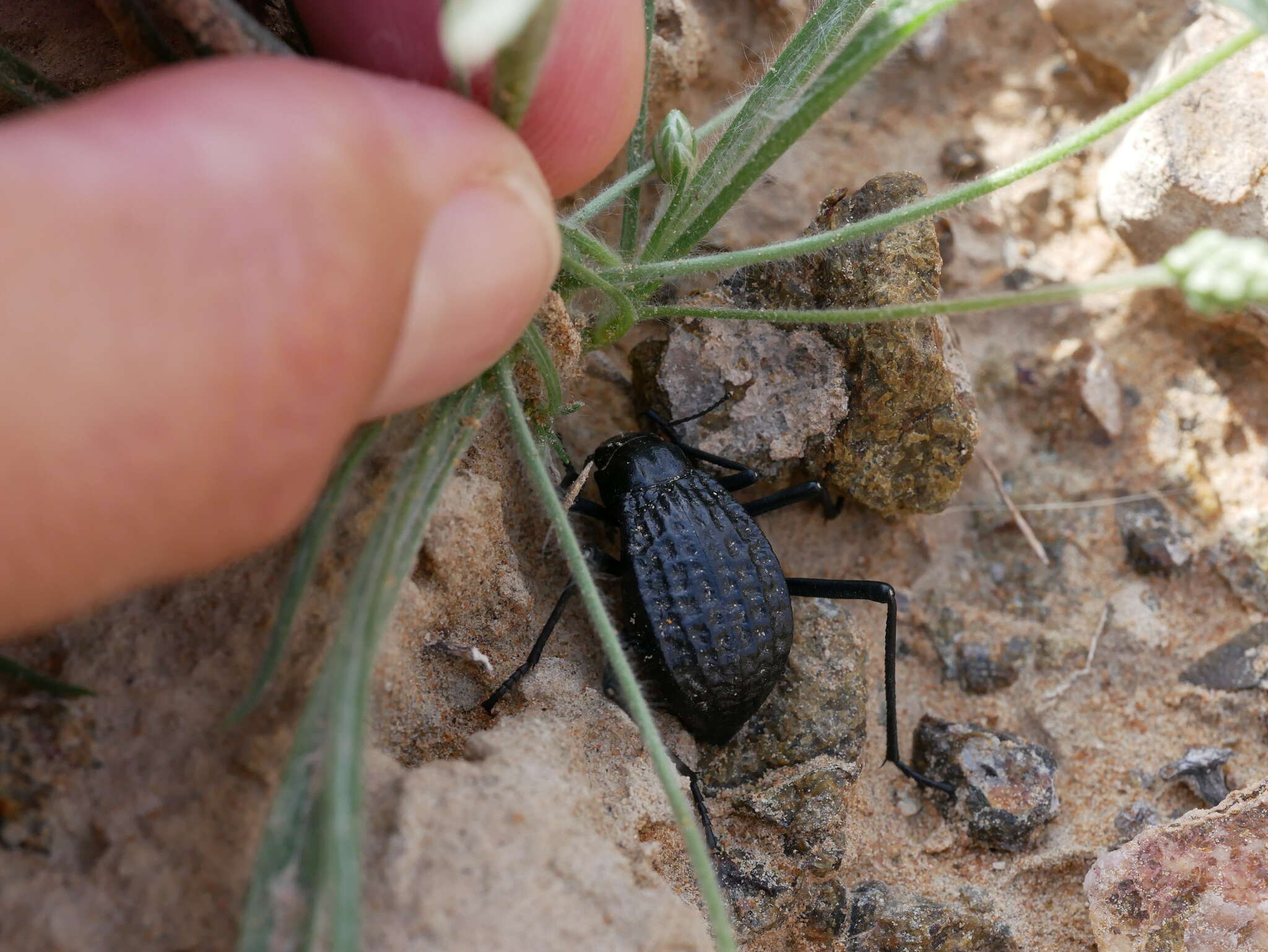 Image of Adesmia cancellata (Klug 1830)