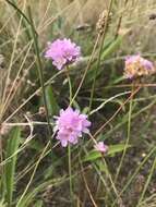 Imagem de Armeria maritima subsp. elongata (Hoffm.) Bonnier