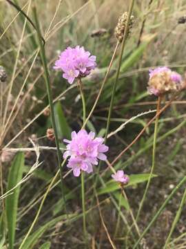 Image of Armeria maritima subsp. elongata (Hoffm.) Bonnier