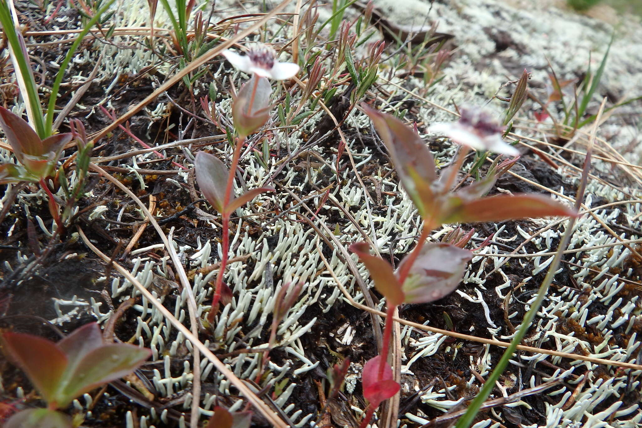 Image of Bunchberry