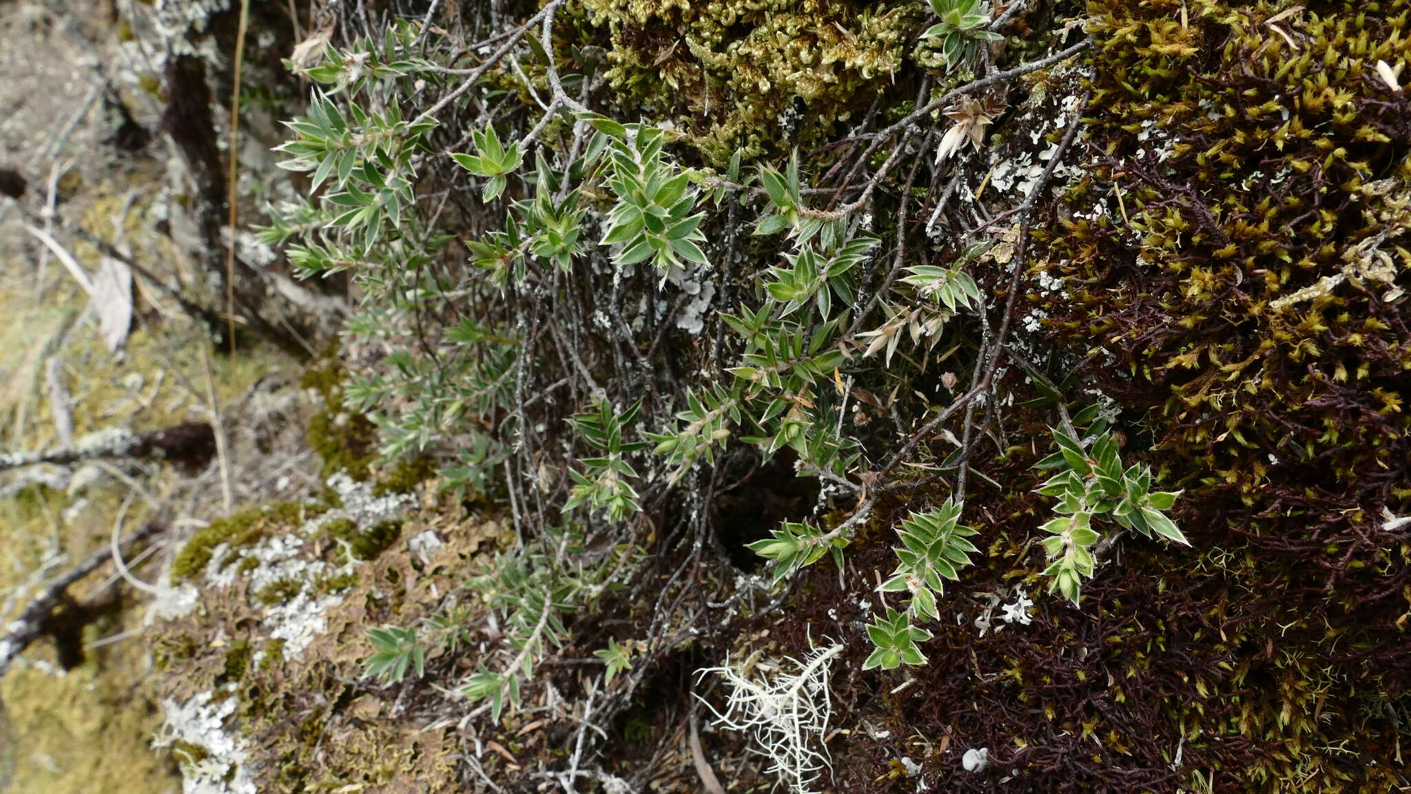 Image of Pimelea pseudolyallii Allan