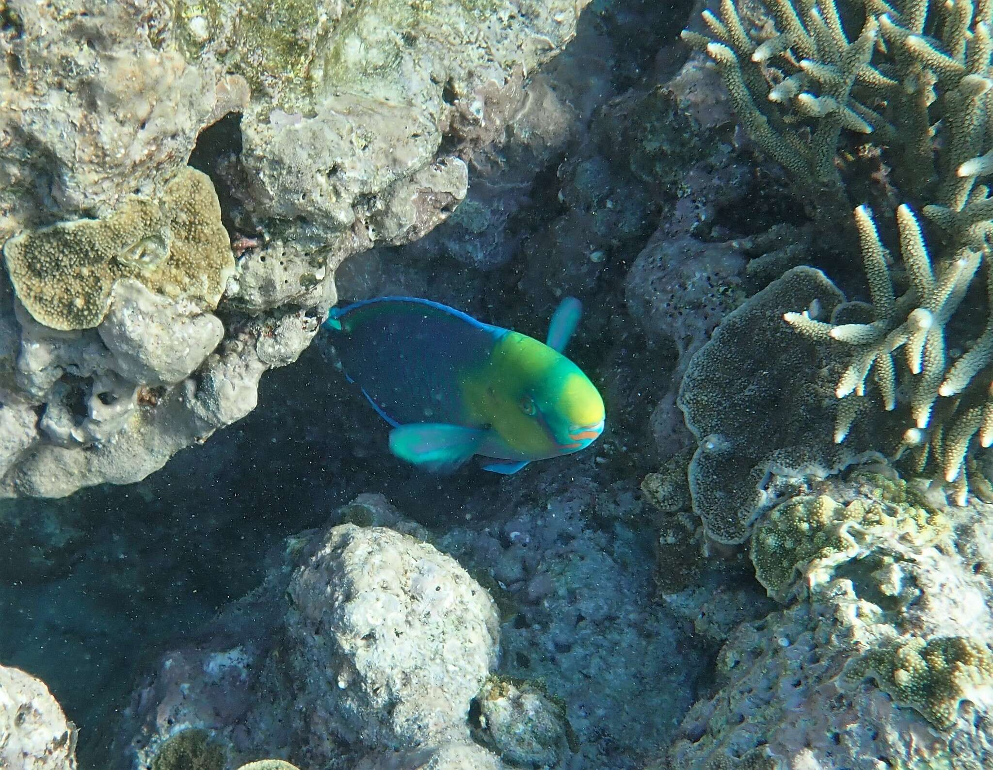 Image of Greensnout parrotfish