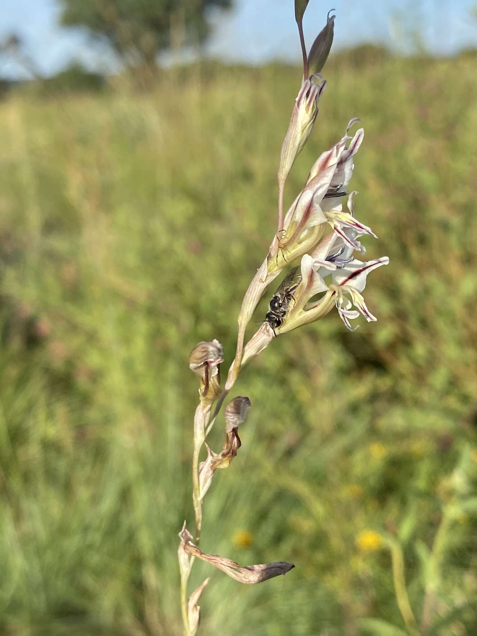 Imagem de Gladiolus permeabilis subsp. edulis (Burch. ex Ker Gawl.) Oberm.