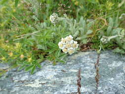 Imagem de Achillea nana L.