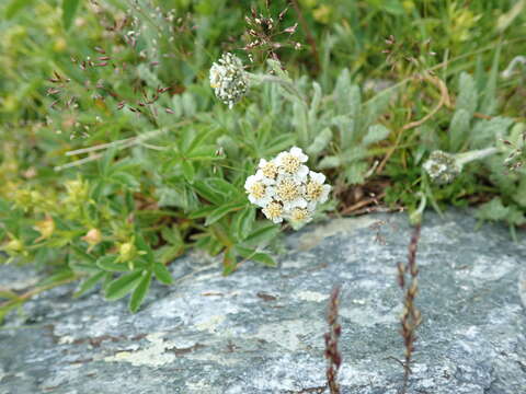 Sivun Achillea nana L. kuva