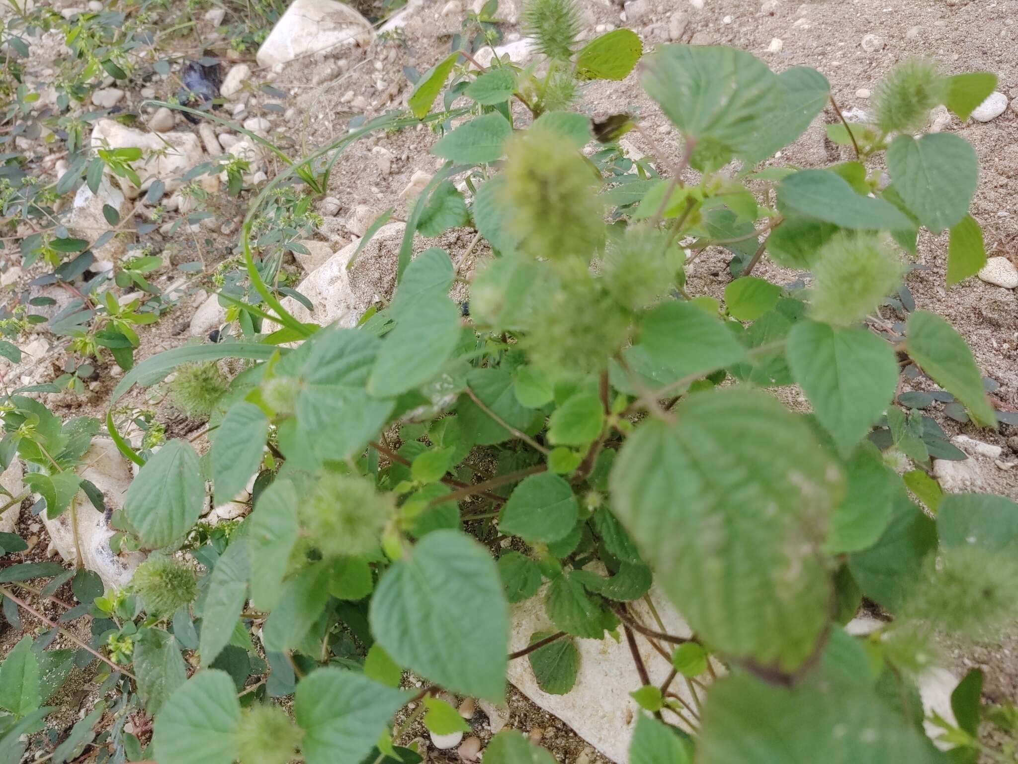 Image de Acalypha alopecuroidea Jacq.