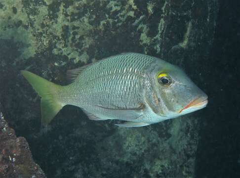 Image of Pacific yellowtail emperor