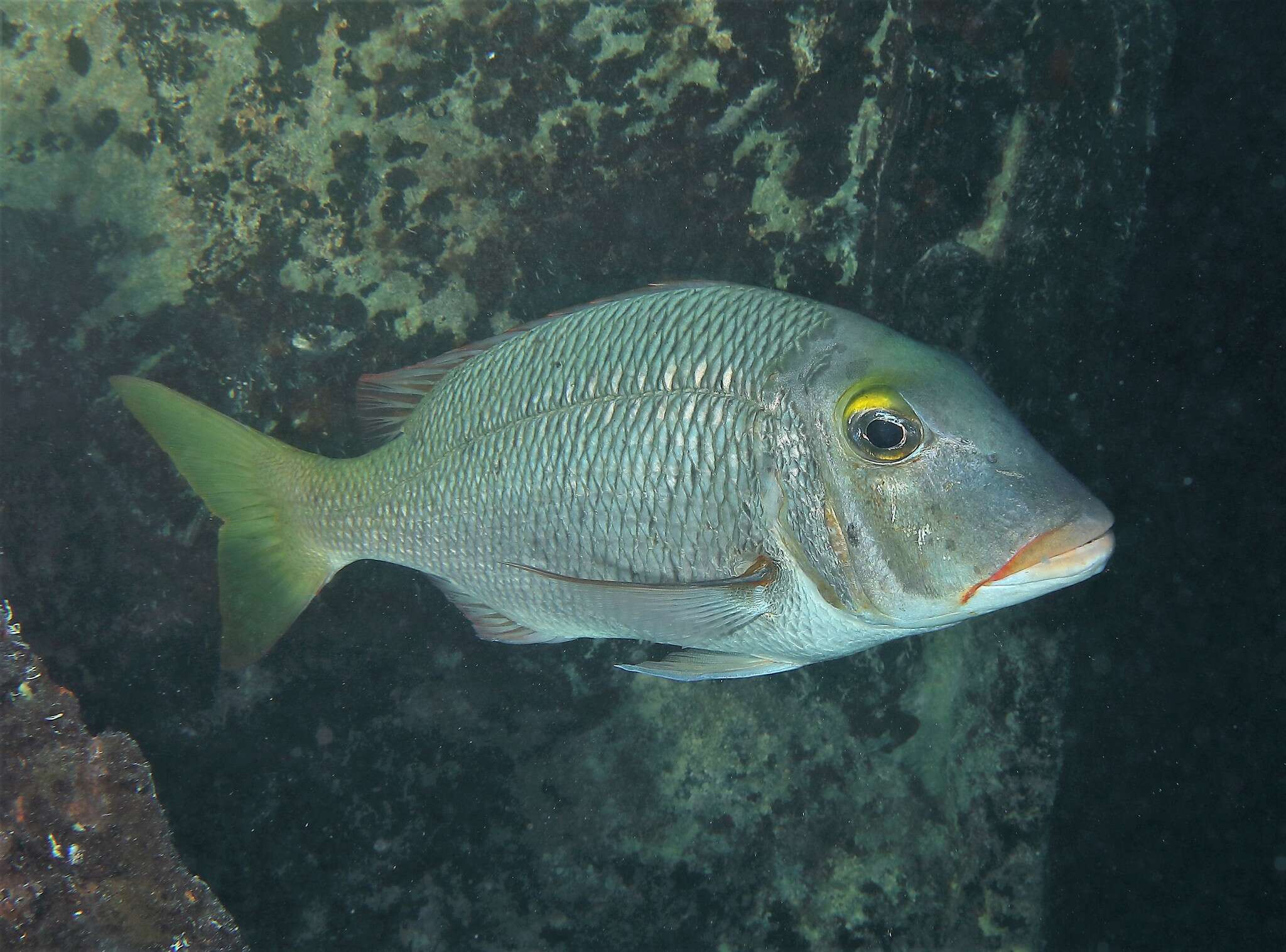 Sivun Lethrinus atkinsoni Seale 1910 kuva