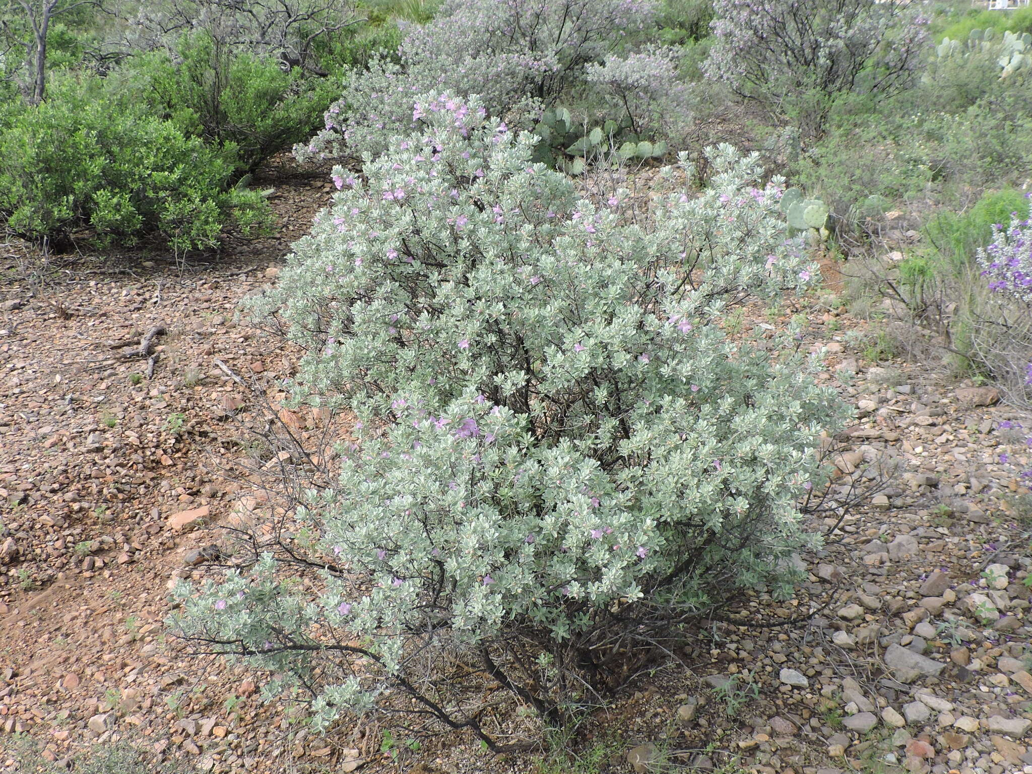 Image de Leucophyllum frutescens (Berl.) I. M. Johnston