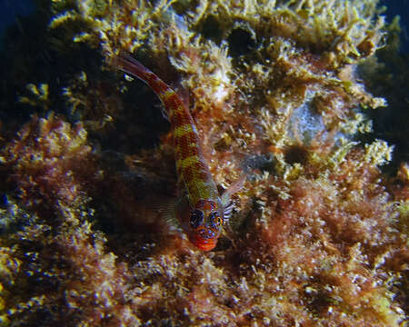 Image of Lined Triplefin