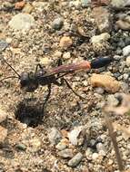 Image de Ammophila azteca Cameron 1888