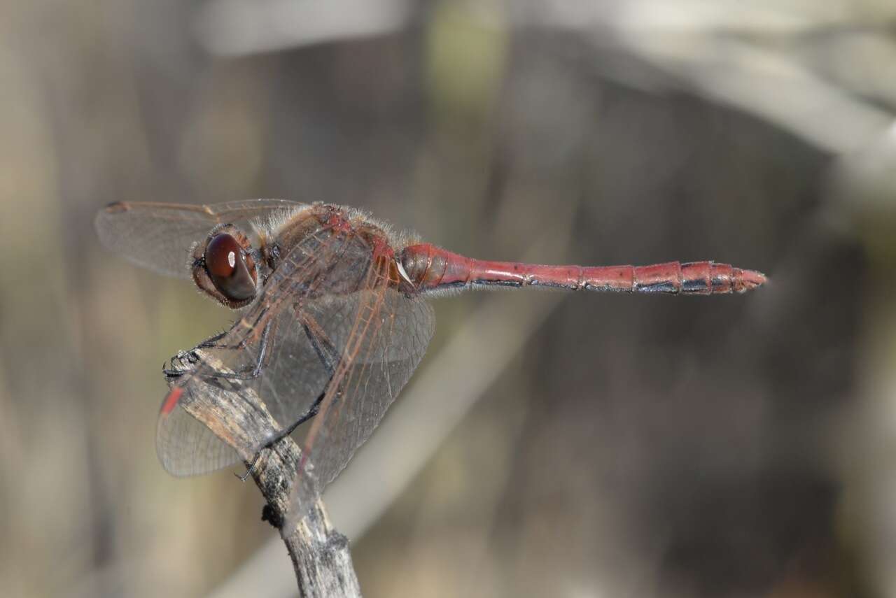 Image of Saffron-winged Meadowhawk