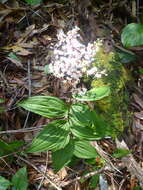 Image de Maianthemum paniculatum (M. Martens & Galeotti) La Frankie