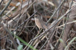 Image of Savi's Warbler