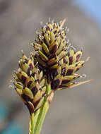 Image of Lesser Black-Scale Sedge