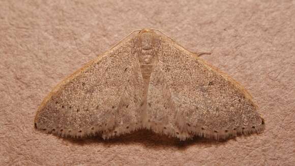 Image of Idaea eugeniata Millière 1872