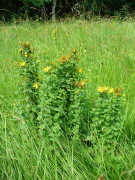 Image of spotted St. Johnswort