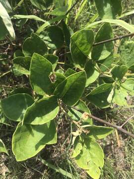 Слика од Desmodium viridiflorum DC.