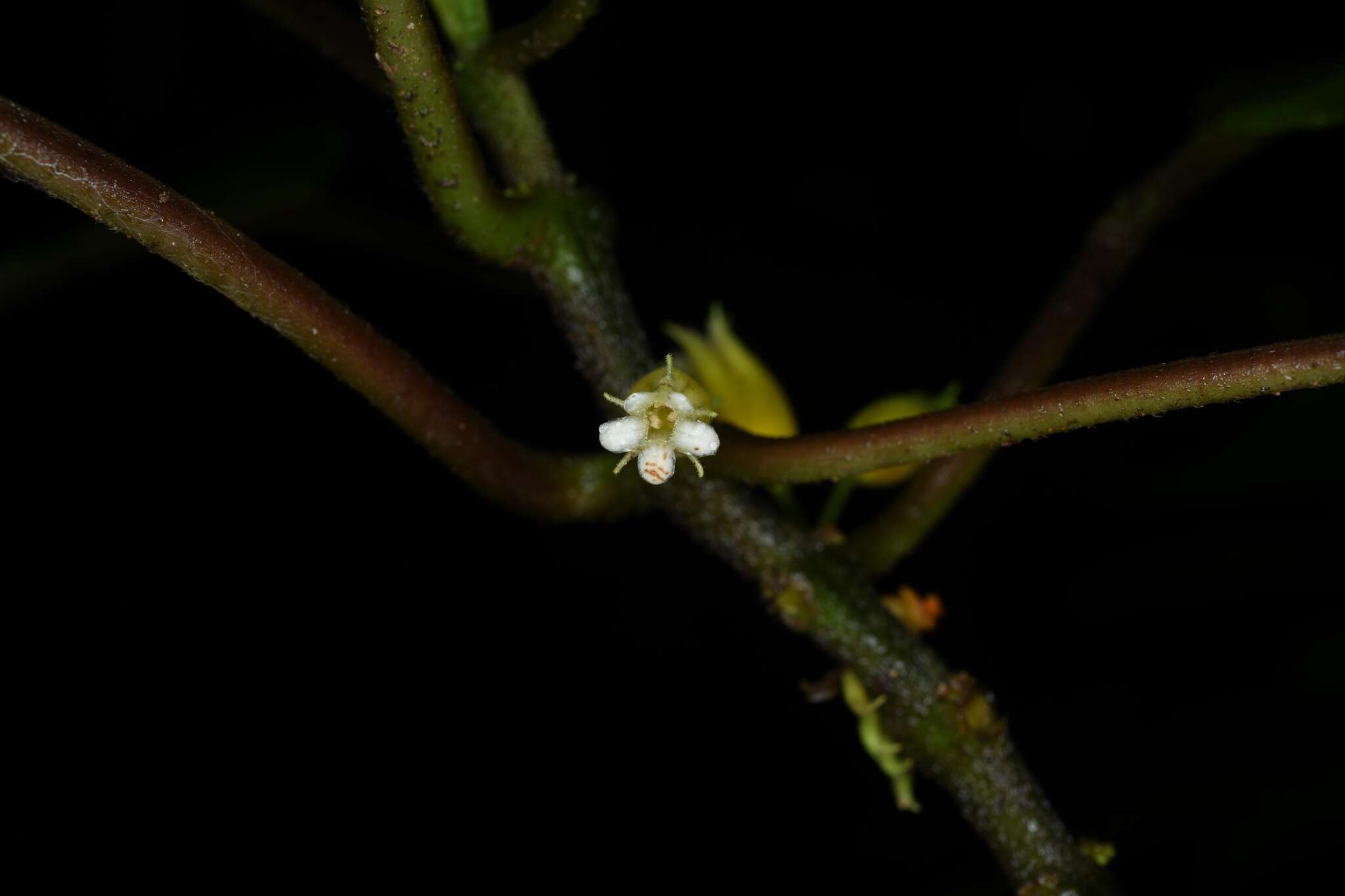 Image of Besleria insolita C. V. Morton