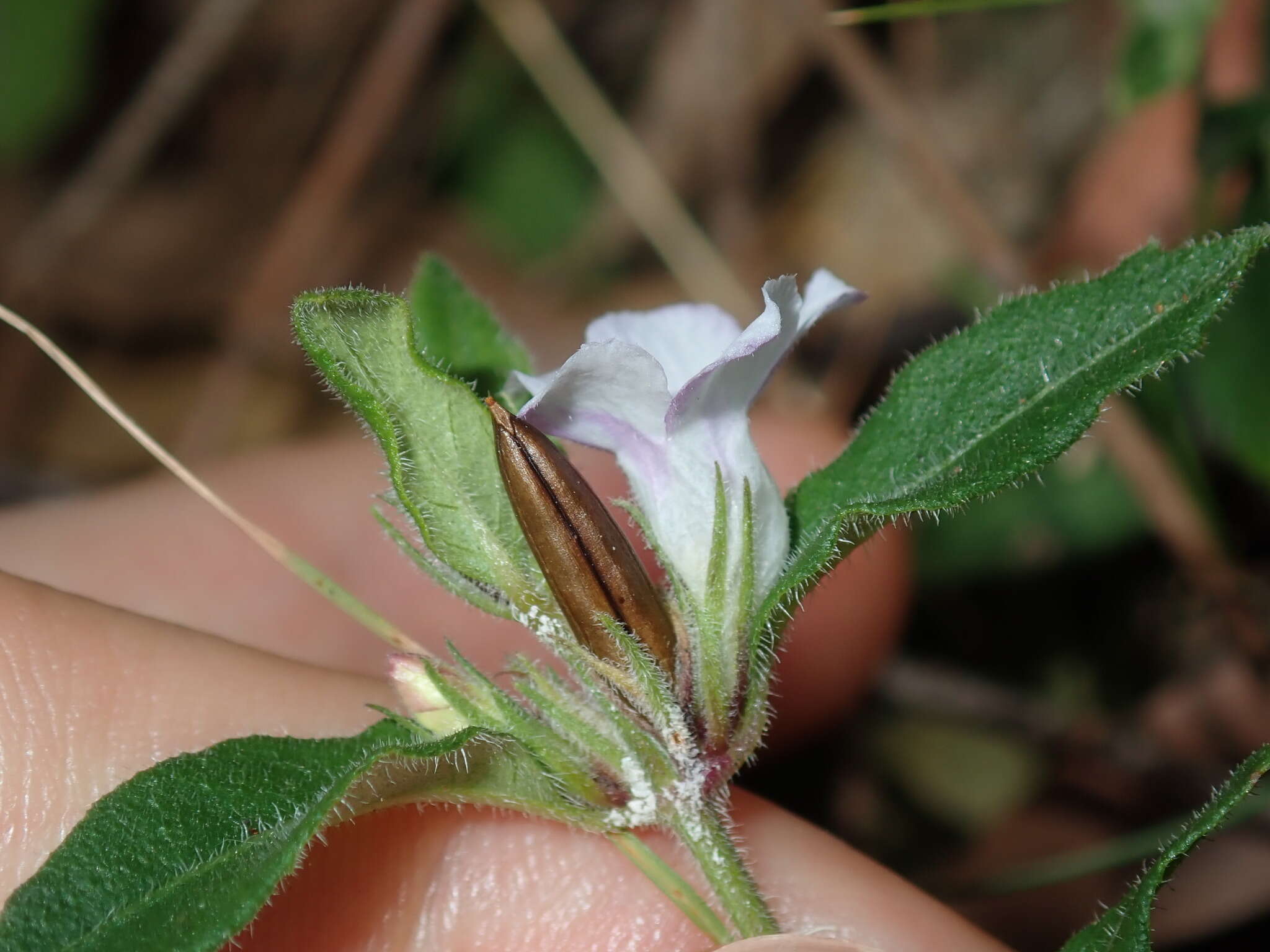 Sivun Brunoniella australis (Cav.) Bremek. kuva