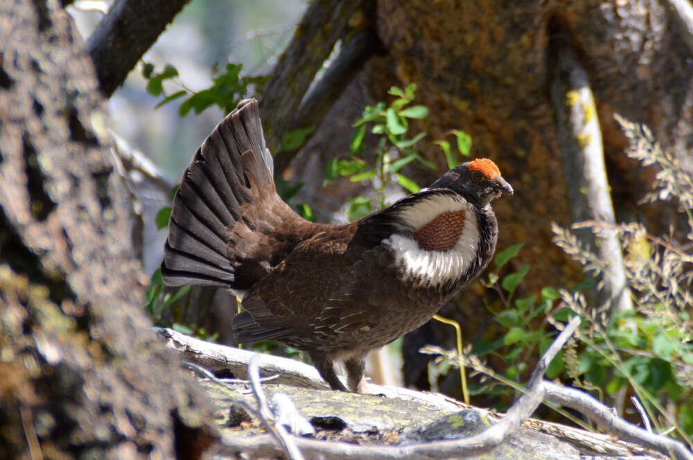 Image of Dusky Grouse