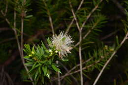 Sivun Melaleuca gnidioides Brongn. & Gris kuva