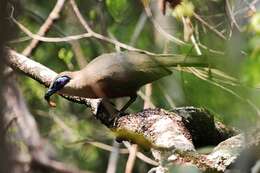 Image of Coquerel's Coua