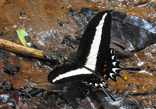 Image of Hector's swallowtail butterfly