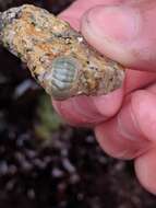 Image of regular chiton