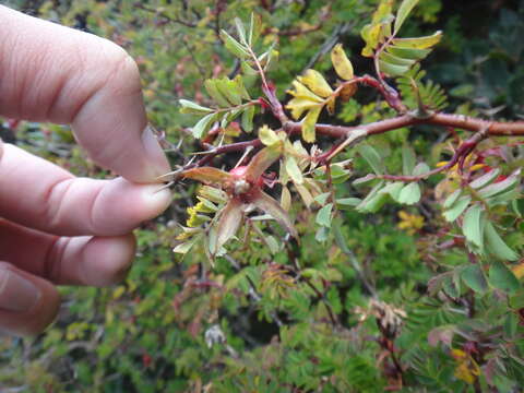 Image of Rosa morrisonensis Hayata