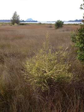 Image of Olearia solandri (Hook. fil.) Hook. fil.