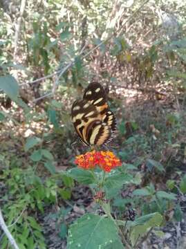 <i>Heliconius <i>ethilla</i></i> ethilla resmi