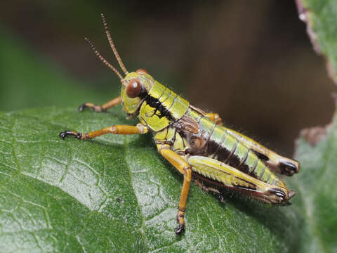 صورة Miramella (Kisella) alpina subsp. alpina (Kollar 1833)