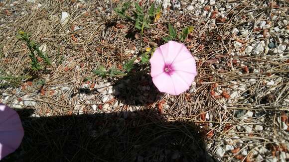 Image of mallow bindweed