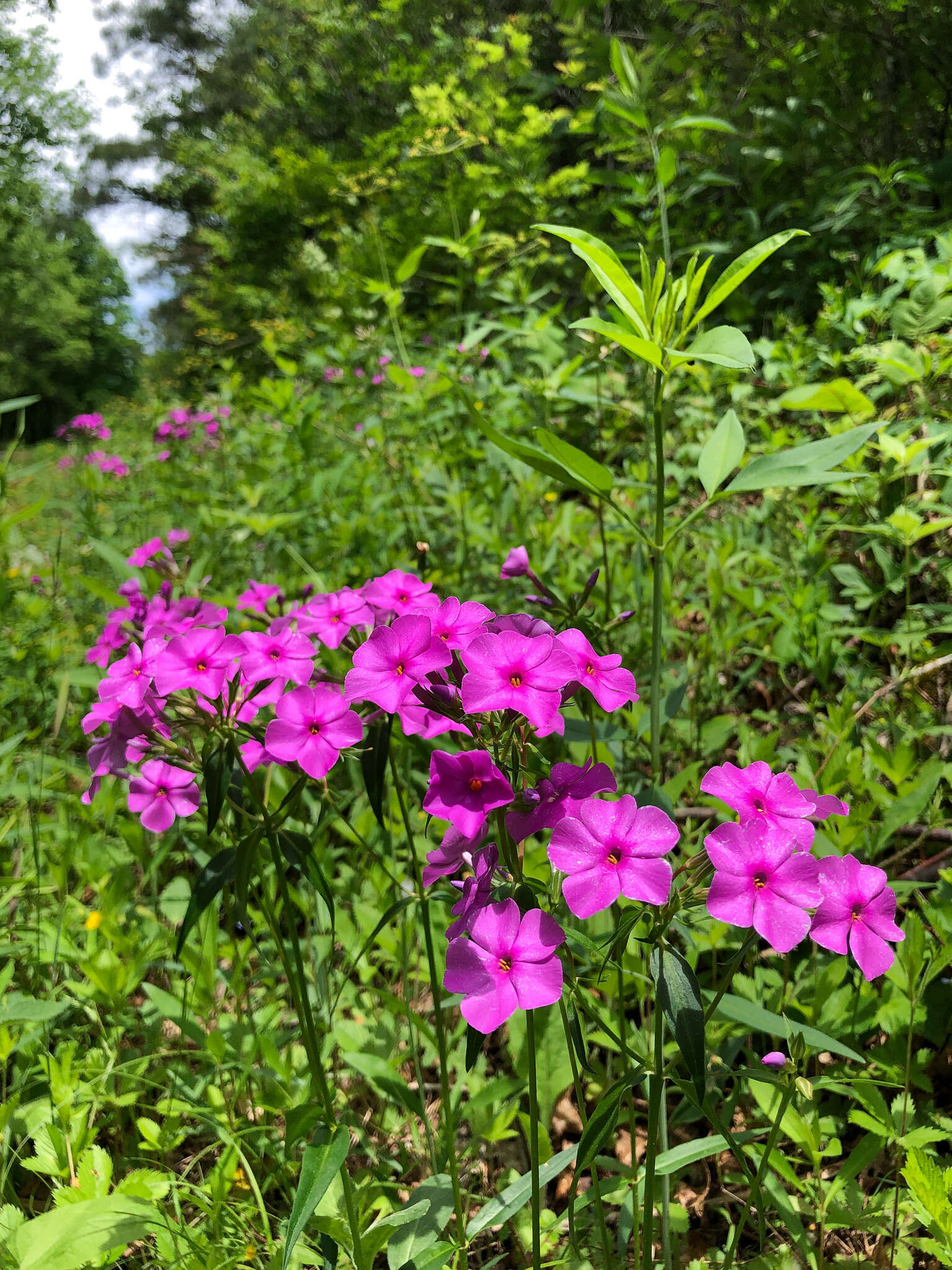 Image of smooth phlox