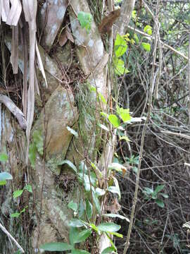 Image of Shoelace fern