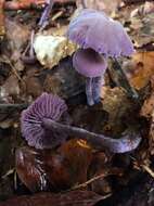 Image of Laccaria amethystina Cooke 1884