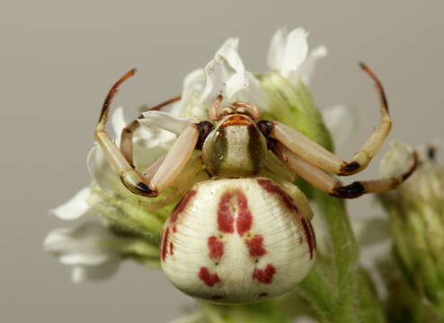 Image of Misumenoides formosipes (Walckenaer 1837)