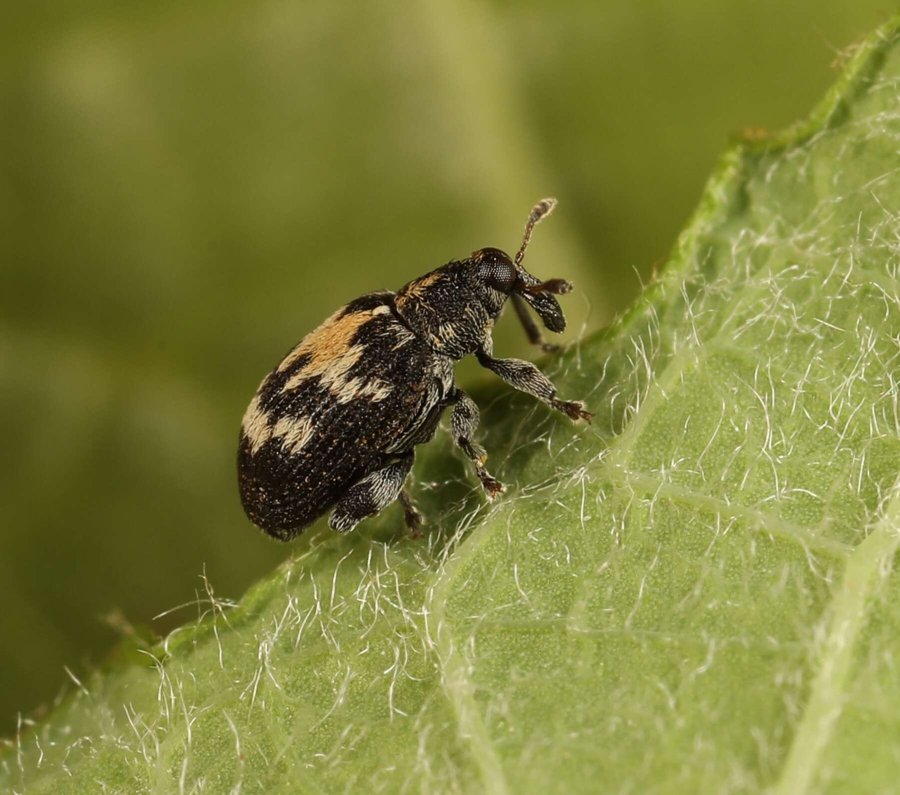 Tachyerges salicis (Linnaeus & C. 1758) resmi