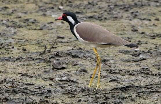 Image of Vanellus indicus atronuchalis (Jerdon 1864)