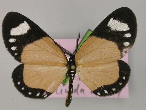 Image of <i>Cartaletis libyssa ethelinda</i> Kirby 1896