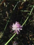 Image of chicoryleaf wirelettuce