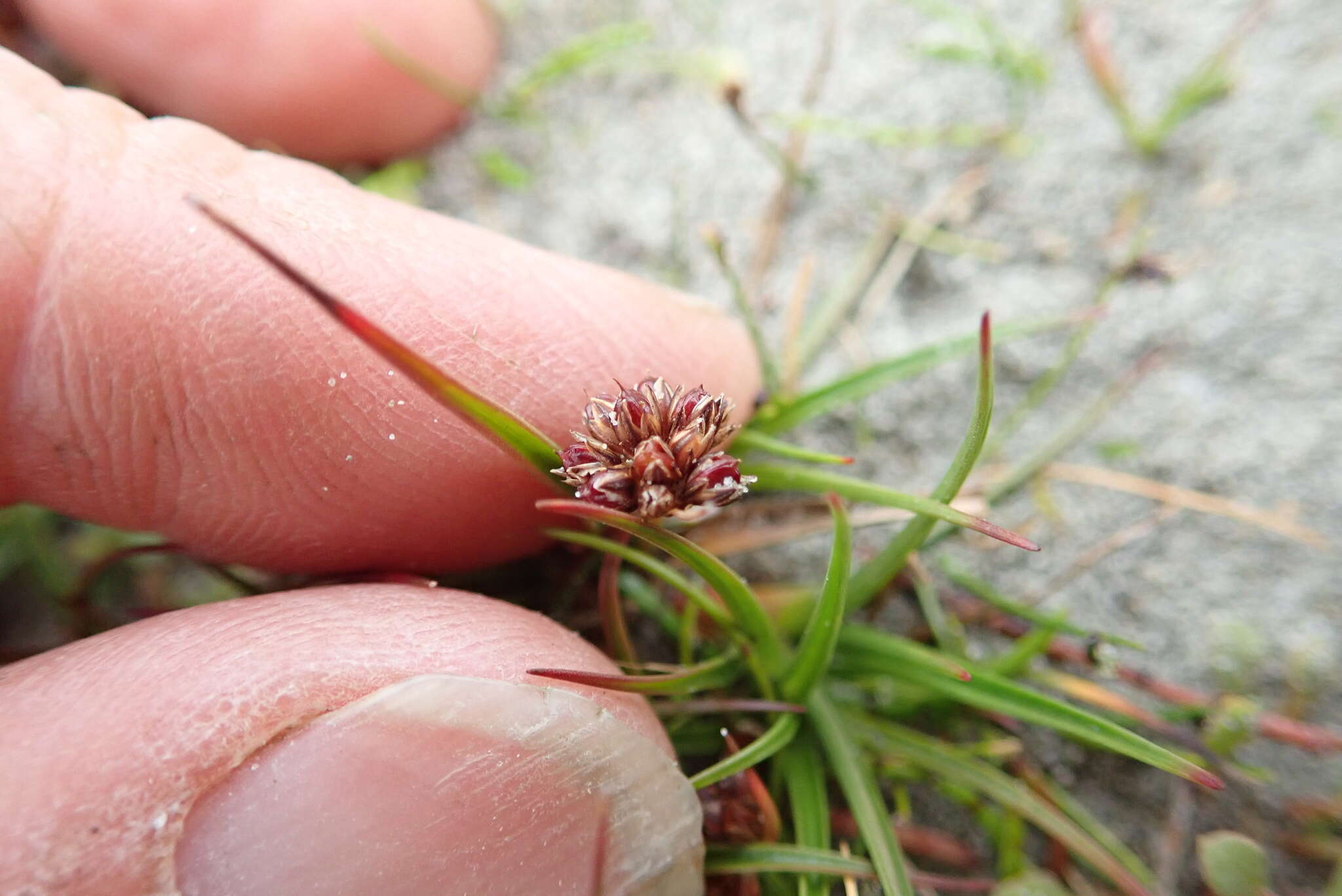 Imagem de Juncus caespiticius E. Mey.